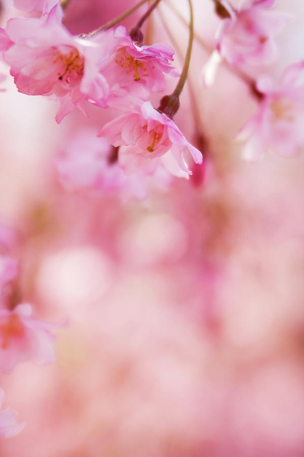 Close-up Bokeh Image Of Pink Cherry by Timsa