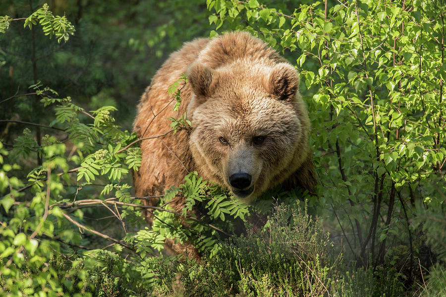 Close-up Brown Bear, Brown Bear In The Undergrowth, Forest, Wildlife ...