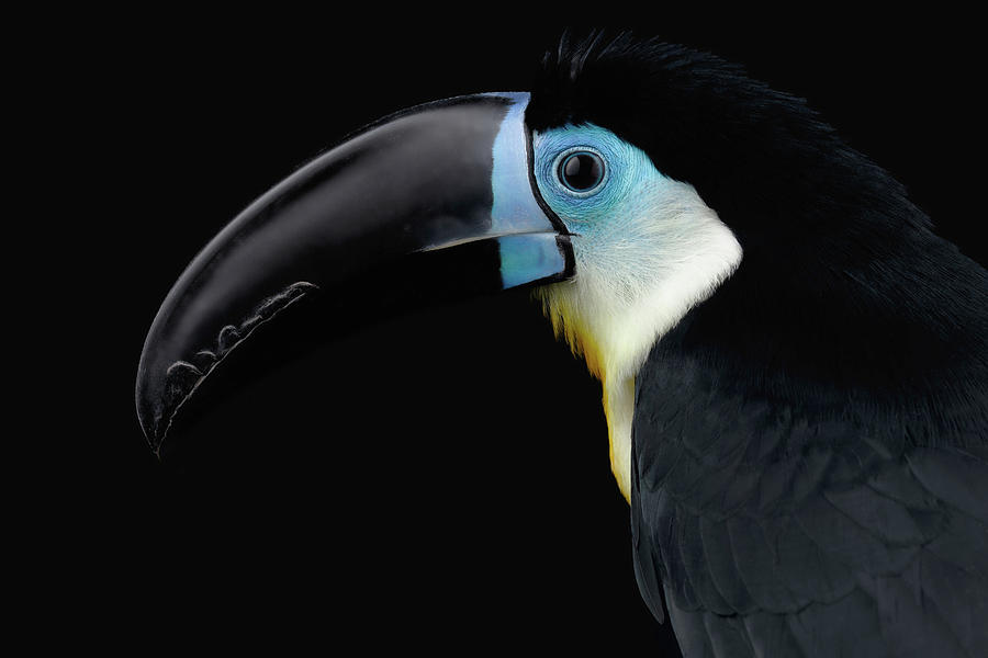 Toucan Photograph - Close-up Channel-billed Toucan, Ramphastos vitellinus, Isolated on Black by Sergey Taran