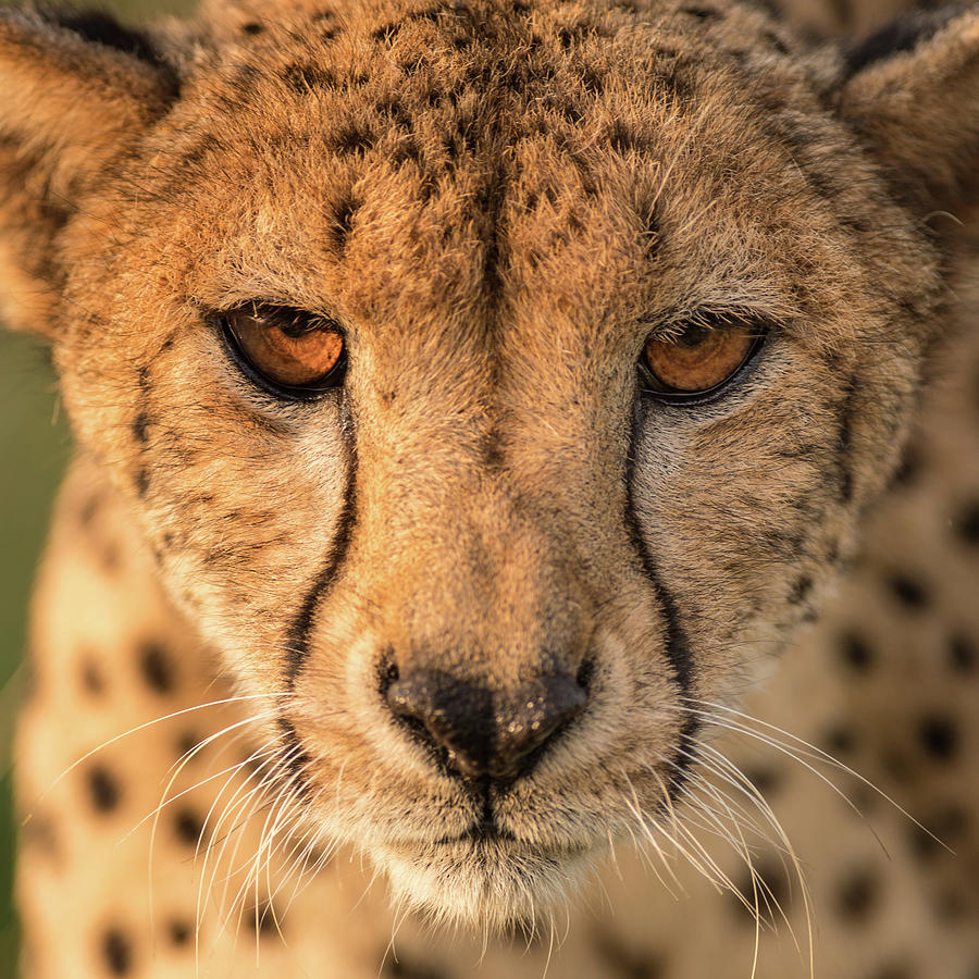 Close up cheetah 4 Photograph by Allen Trivett - Fine Art America