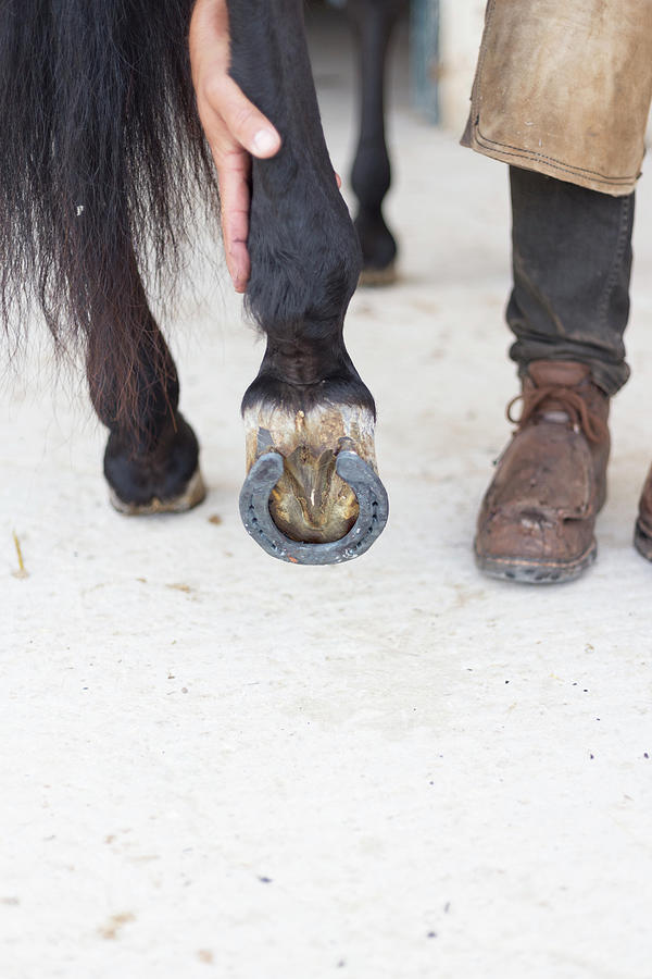 Tool Photograph - Close Up Farrier Holding A Horses Hoof by Cavan Images