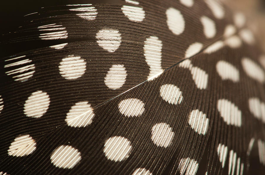 Close Up Feather Photograph by Pkg Photography