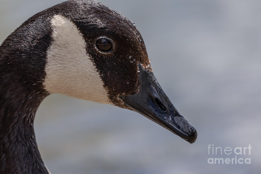 Close up Goose Portrait Photograph by Alma Danison