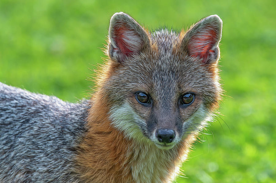 Close up grey fox looking intent paintography Photograph by Dan Friend