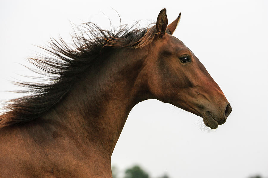 Close-up Horse Running Photograph by Heike Odermatt
