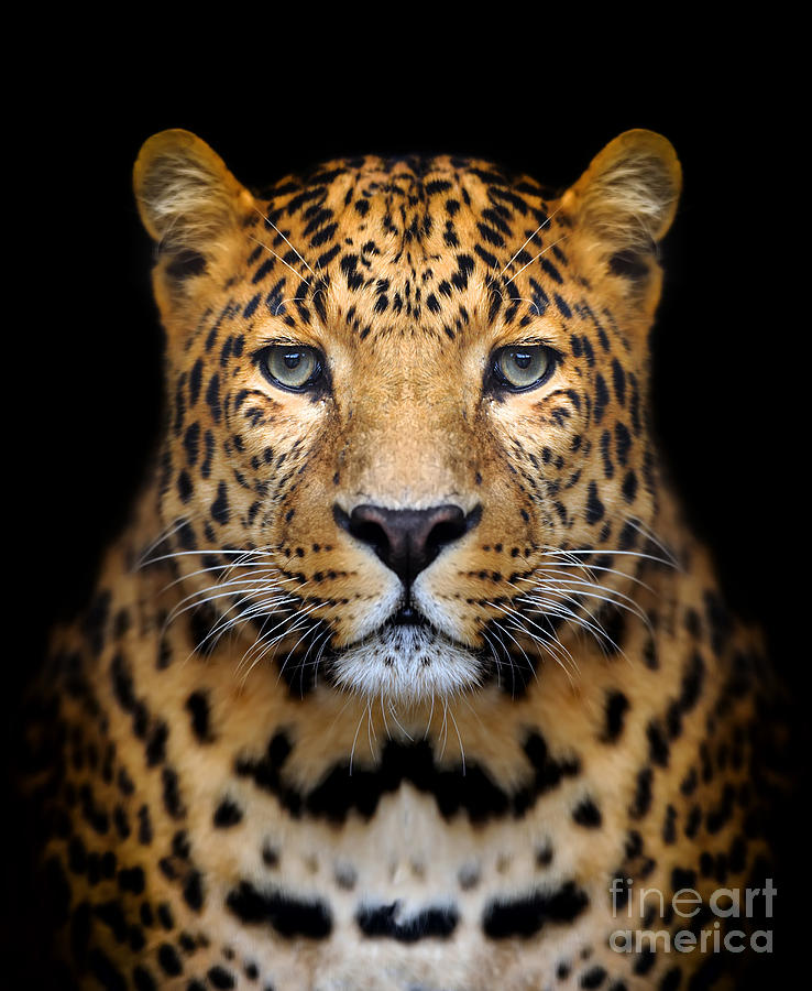 Big Photograph - Close-up Leopard Portrait On Dark by Volodymyr Burdiak Big Photograph - Close-up Leopard Portrait On Dark by Volodymyr Burdiak