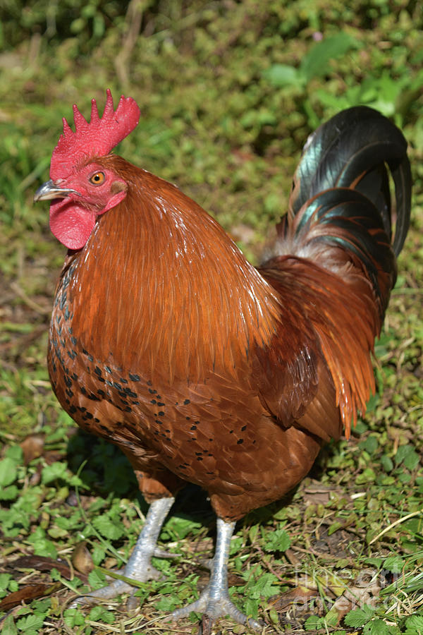 Close up Look at a Beautiful Brown Rosster with a Red Crest Photograph ...