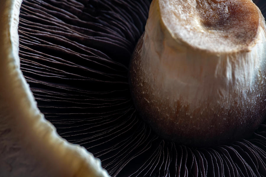 Mushroom Photograph - Close Up Macro Of A Portobello Mushroom by Cavan Images