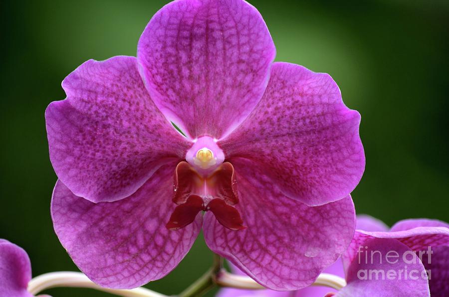 Close up macro of violet orchid flower Photograph by Imran Ahmed