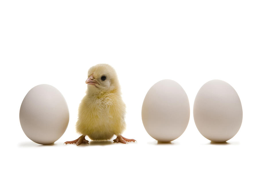 Close-up Of A Baby Chick With Three Eggs Photograph by Rubberball ...