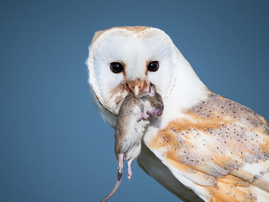 Barn Owl Photography Tenino