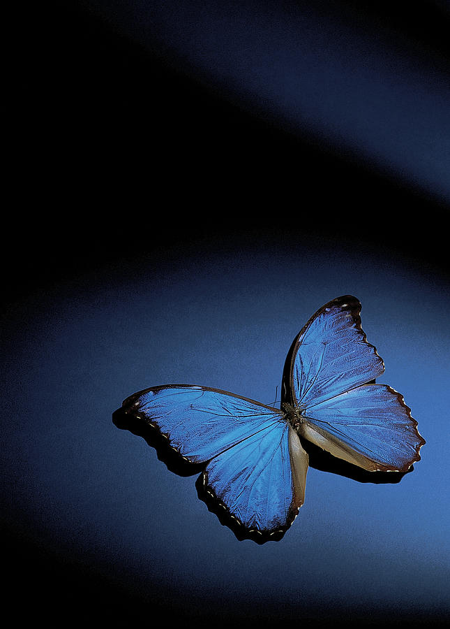 Close-up Of A Blue Butterfly Photograph by Stockbyte
