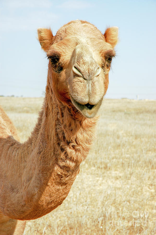Close up of a camel a3 Photograph by Shay Levy