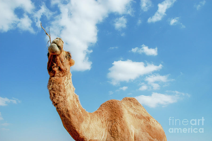 Close up of a camel a4 Photograph by Shay Levy