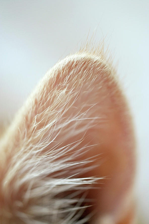 Close-up Of A Cats Ear Photograph by Elke Selzle