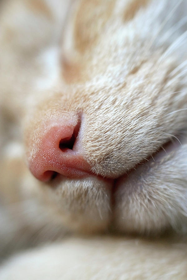 Close-up Of A Cats Snout Photograph by Elke Selzle