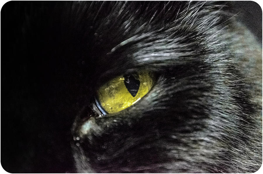 Close-up Of A Cats Yellow Eye Photograph by Aleksi Suuronen