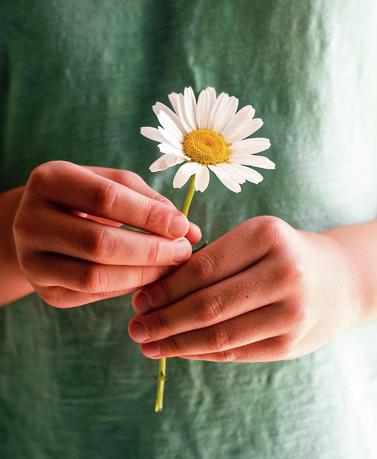 Daisy Photograph - Close Up Of A Childs Hands Holding A Single Daisy Flower. by Cavan Images
