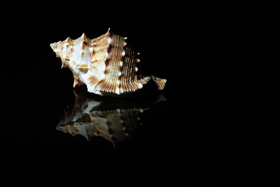Close-up Of A Conch Shell Photograph by Visage
