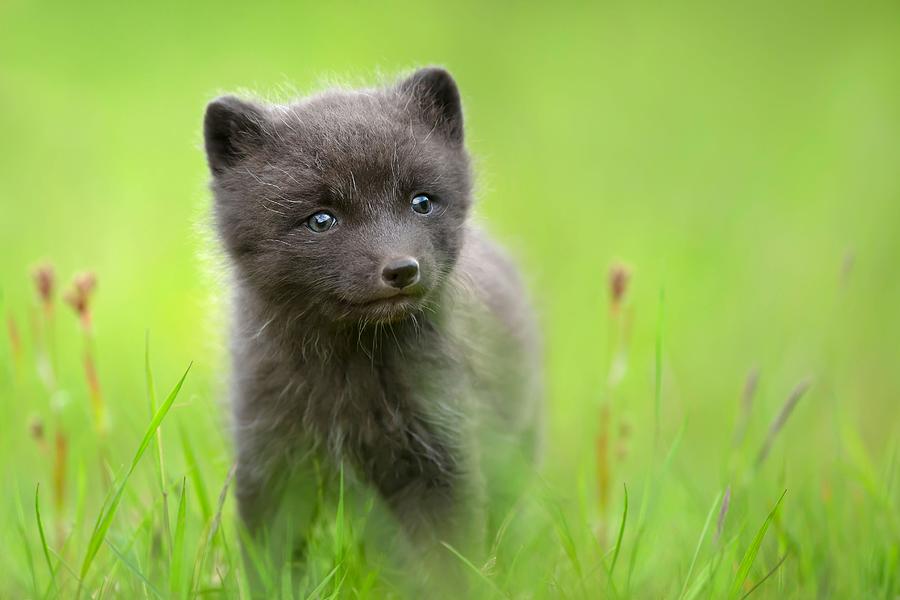 Animal Photograph - Close-up Of A Cute Arctic Fox Cub by Giedrius Stakauskas