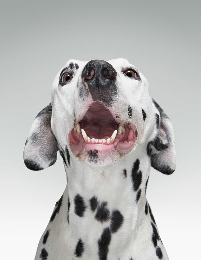 Close Up Of A Dalmatian Dog Photograph by Tim Macpherson