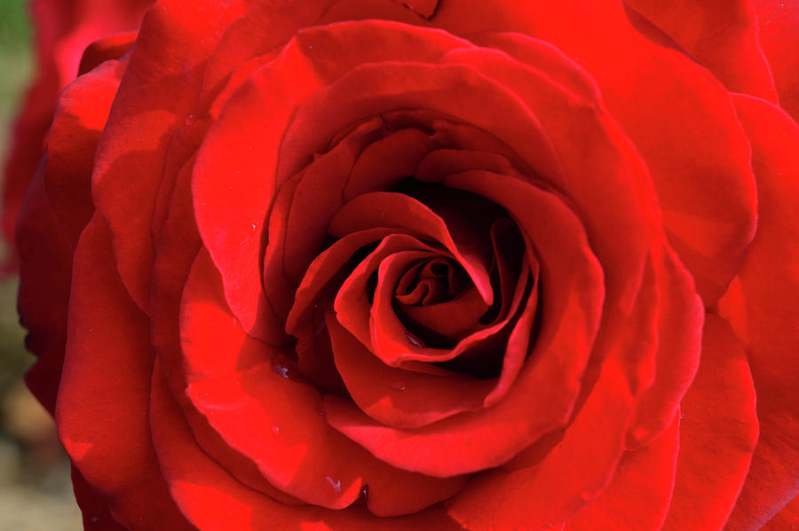 Close Up Of A Deep Red Rose Photograph by Massimo Pizzotti