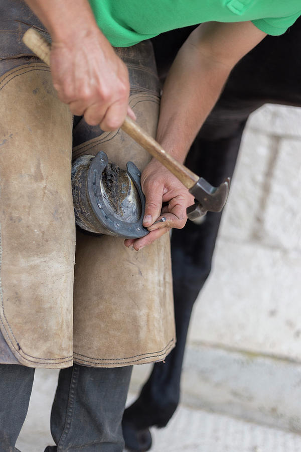 Tool Photograph - Close Up Of A Farrier Nailing New Horse Shoe by Cavan Images