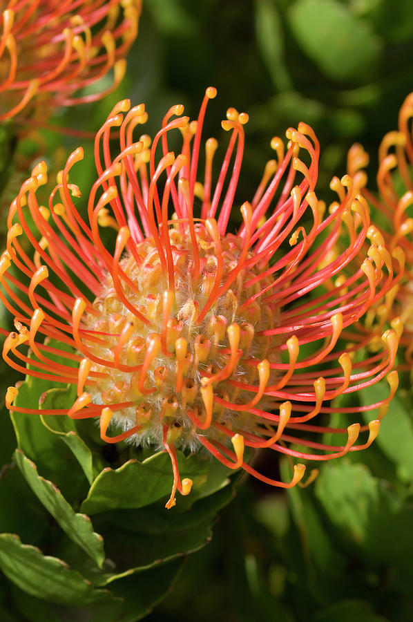 Close-up Of A Flower At Grootbos Private Nature Reserve, Gansbaai ...