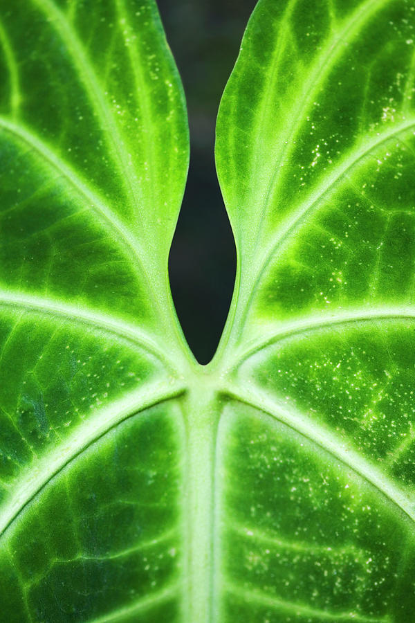 Close-up Of A Green Leaf In A Botanical Photograph by Glowimages