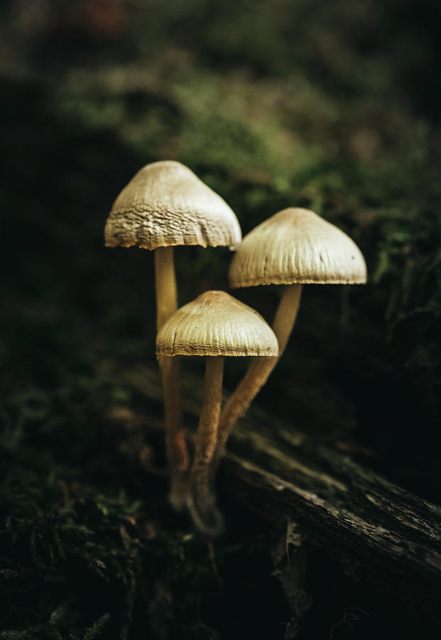 Close Up Of A Group Of Mushrooms Growing On The Forest Floor ...