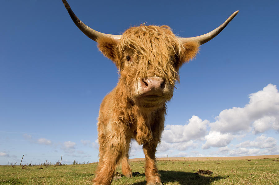 Close Up Of A Highland Cow Photograph by Clarkandcompany