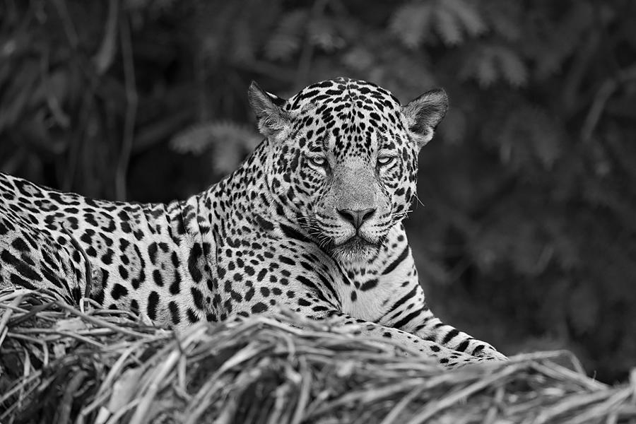 Close-up Of A Jaguar Photograph by Marco Pozzi