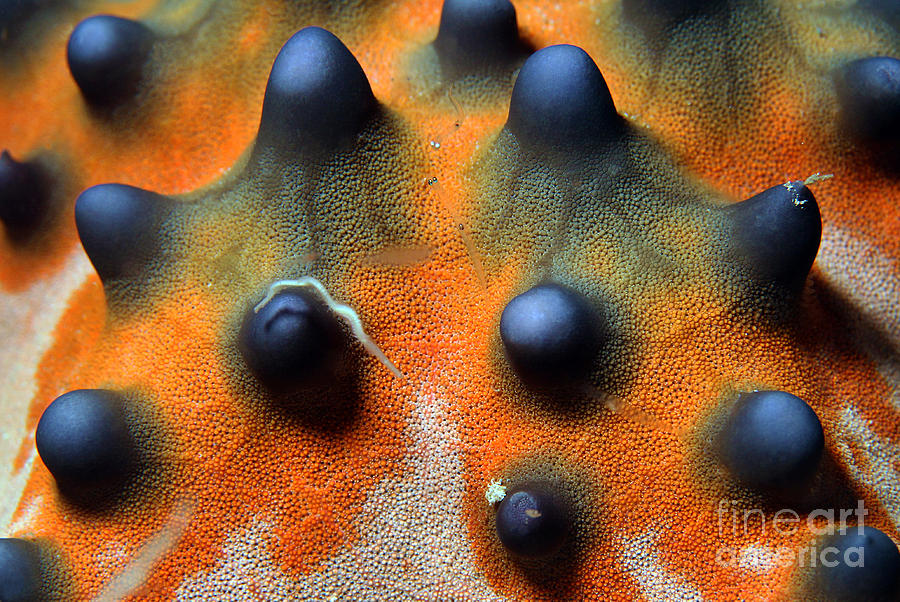 Sulawesi Photograph - Close-up Of A Knobbly Sea Starhorned by Andaman Sulawesi Photograph - Close-up Of A Knobbly Sea Starhorned by Andaman