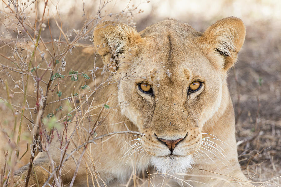 Close Up Of A Lioness Photograph by Claudia Uribe