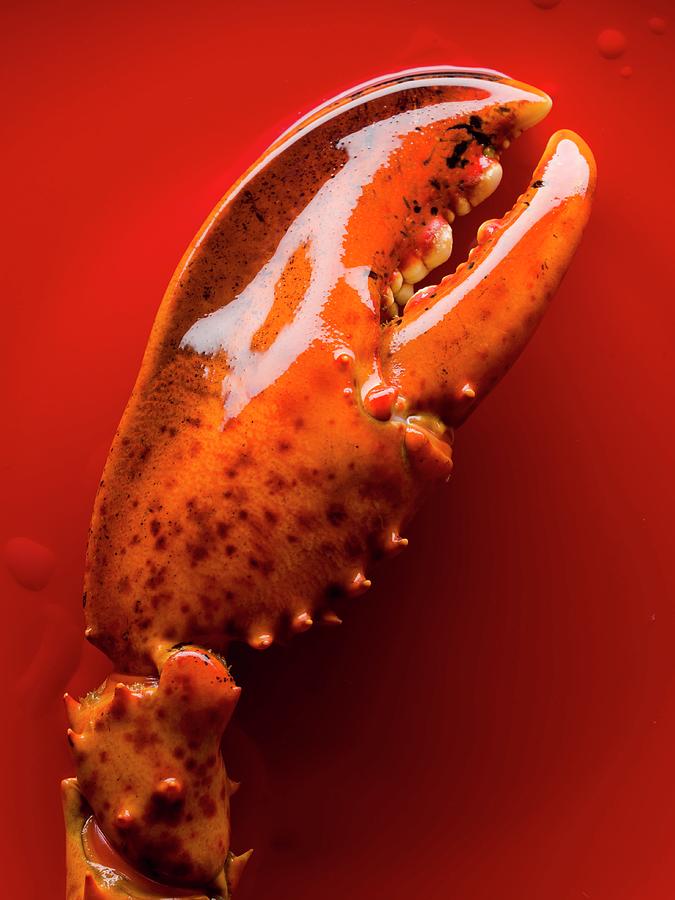 Close-up Of A Lobster Claw Photograph by Roulier-turiot