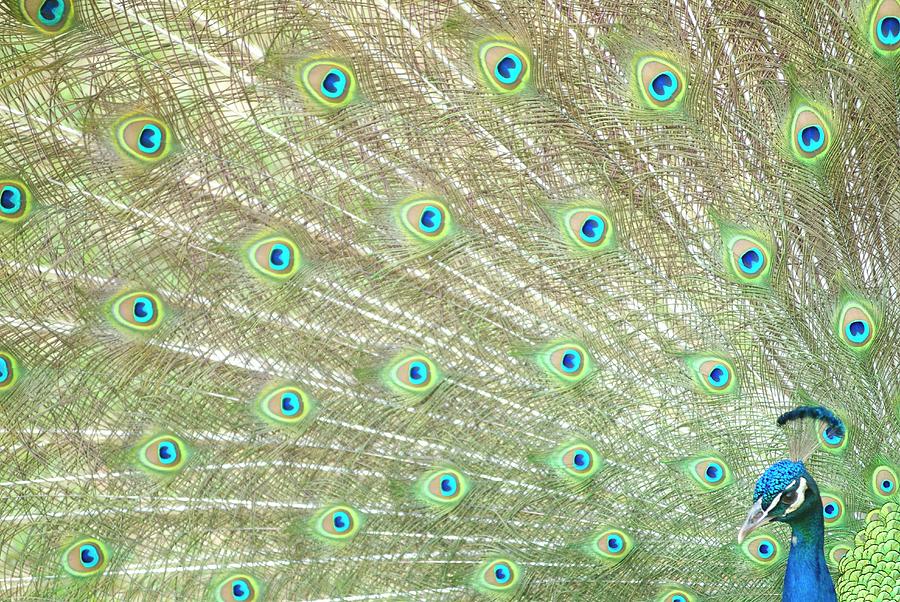 Close-up Of A Male Peacock Phasianidae Photograph by Christopher Allan
