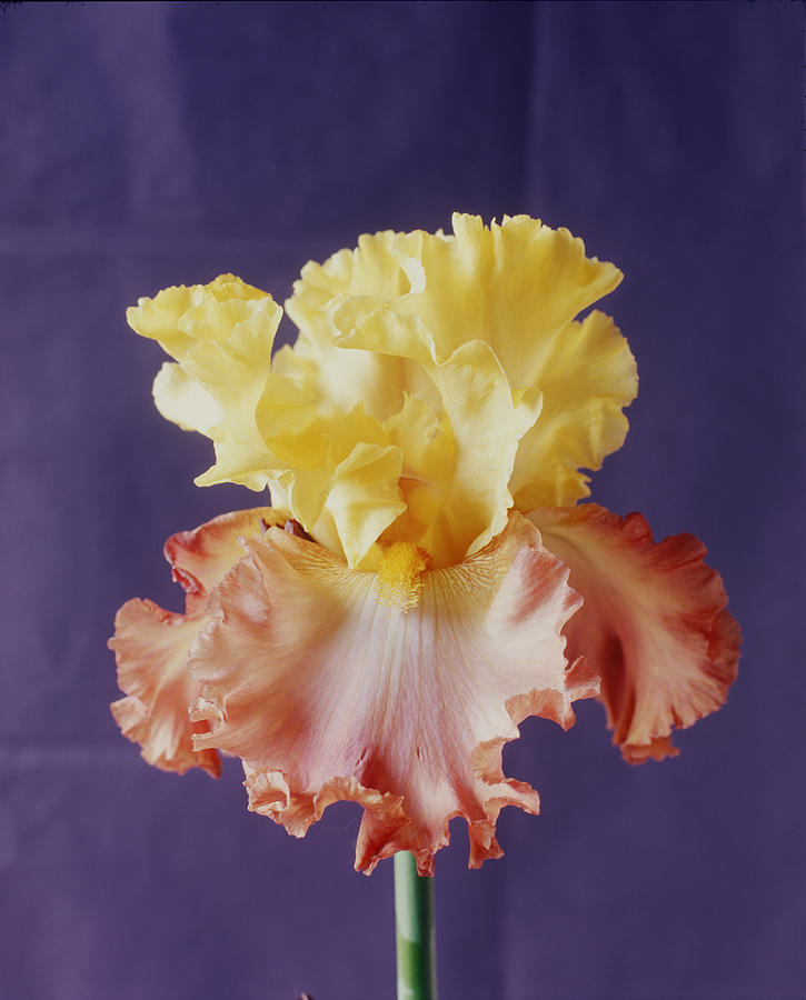 Close-up Of A Multi-colored Iris Photograph by Victoria Pearson
