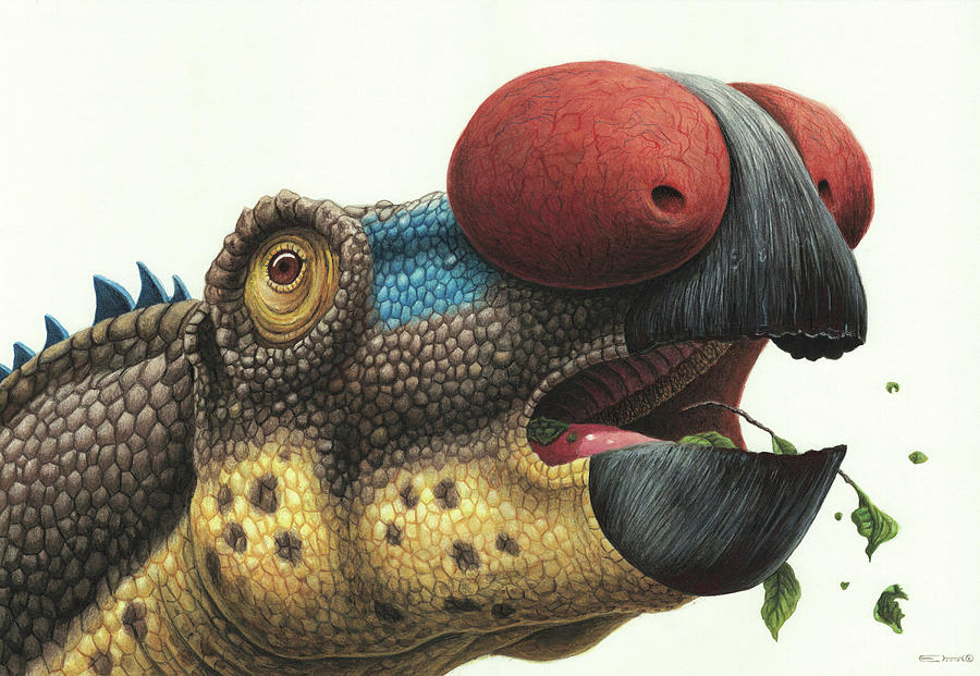 Close-up Of A Muttaburrasaurus Eating Photograph by Esther van Hulsen