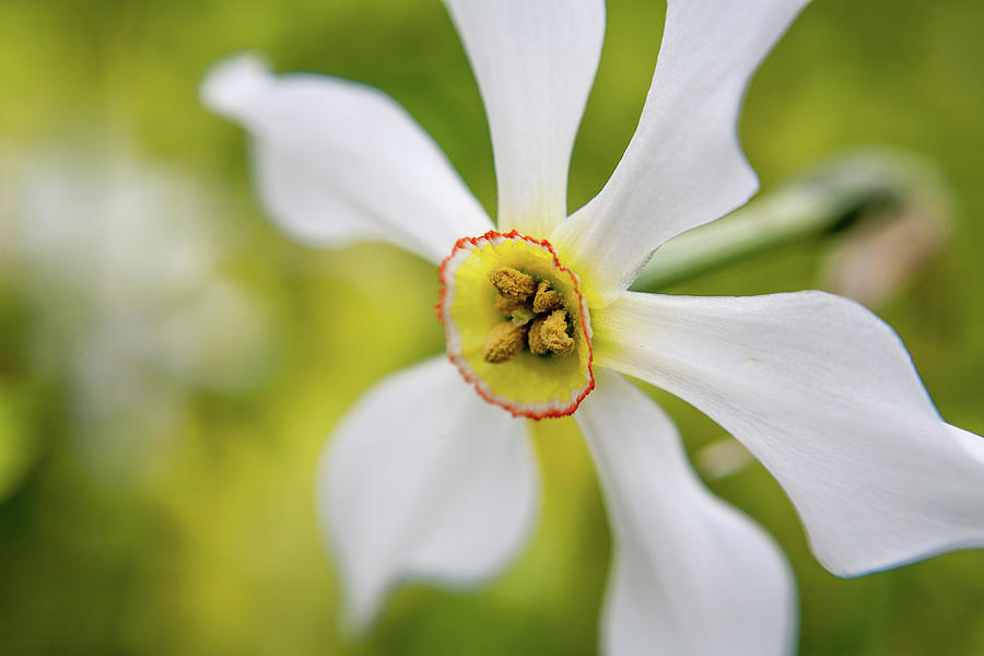 Close-up Of A Narcissus Flower Photograph by Karen Desjardin