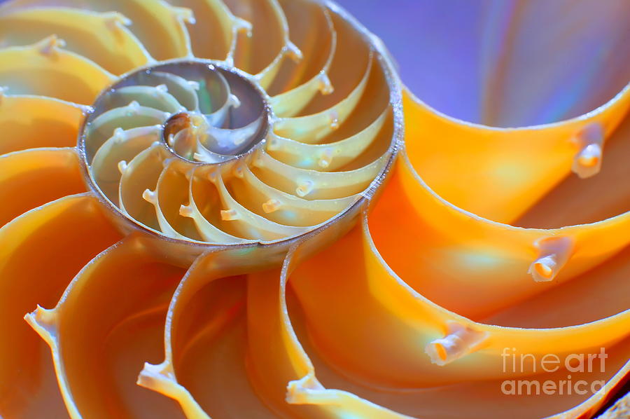 Close-up Of A Nautilus Shell Section Photograph by Aabeele | Fine Art ...