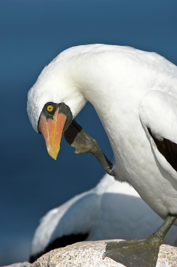 Close-up Of A Nazca Booby (sula Photograph by Nick Garbutt Close-up Of A Nazca Booby (sula Photograph by Nick Garbutt