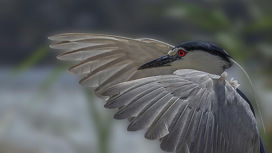 Close-up Of A Night Heron Photograph by Dr. Eman Elghazzawy