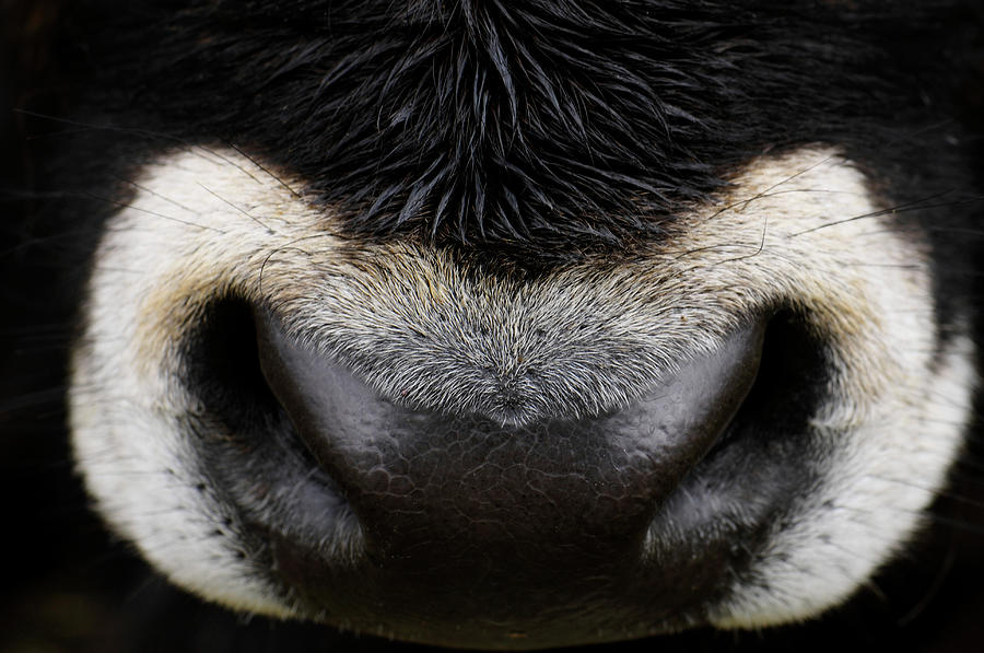 Close-up Of A Nose Of An Oxen, Russia Photograph by Win-initiative/neleman