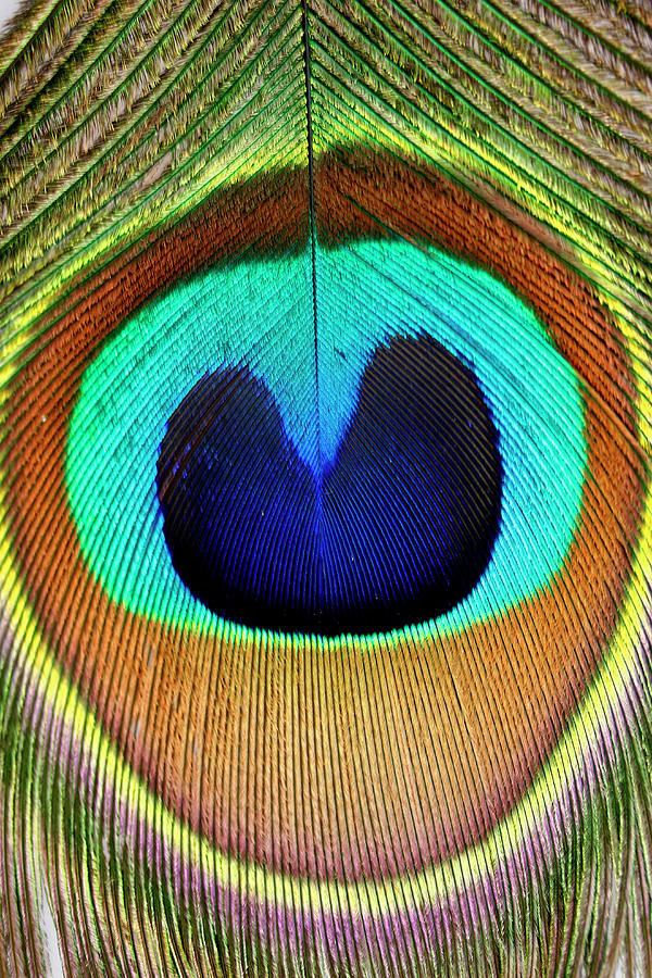 Close Up Of A Peacock Feather Photograph by Visage
