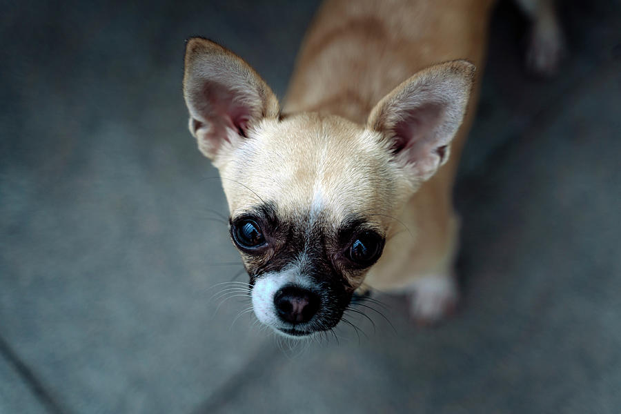 Close-up Of A Pedigree Dog, Of The Breed Chihuahua Photograph by Cavan ...