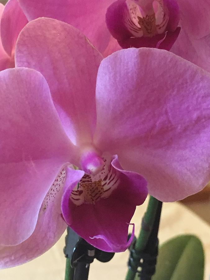 Close Up Of A Moth Orchid Photograph