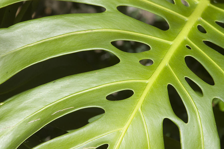 Close-up Of A Philodendron Or Monstera Photograph by Design Pics/allan Seiden