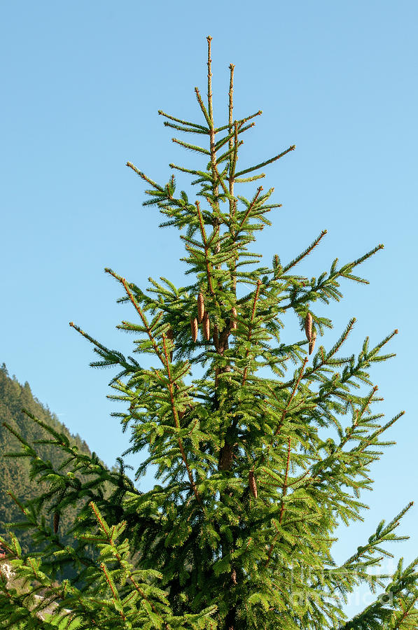 Close Up Of A Pine Tree B1 Photograph