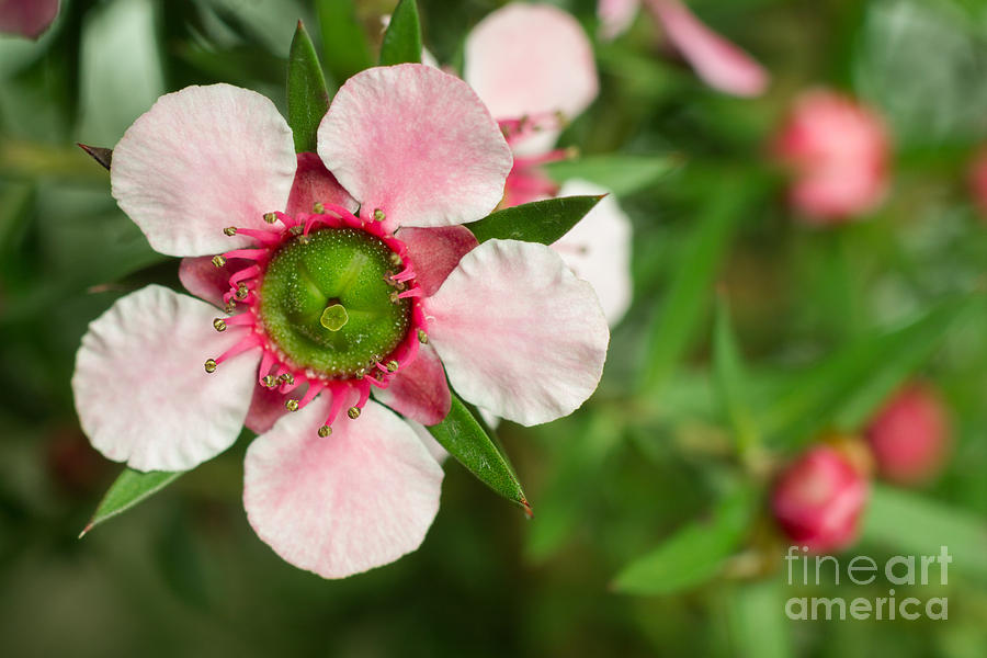 Pink Photograph - Close-up Of A Pink Manuka Leptospermum by Srekap Pink Photograph - Close-up Of A Pink Manuka Leptospermum by Srekap