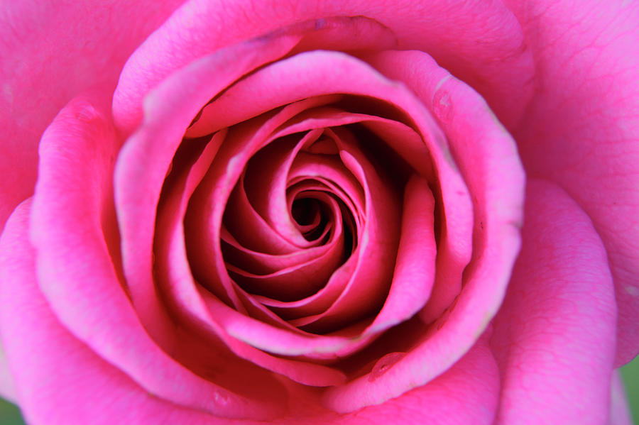 Close Up Of A Pink Rose Photograph by Massimo Pizzotti